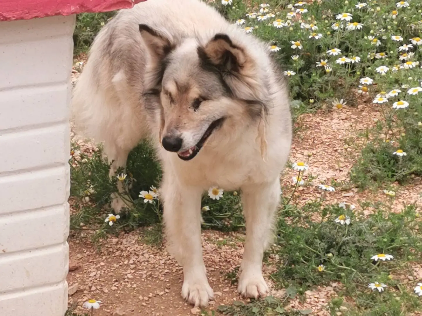 Vuoi adottare un cane a Bari?