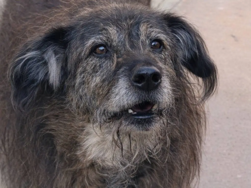 Adotta un cane, maschio, 13 anni e 3 mesi, Avellino