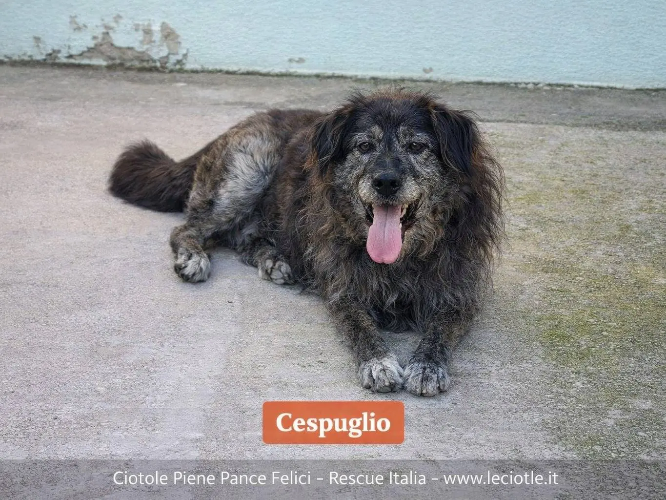 Adozione cane, maschio, Razza sconosciuta Razza sconosciuta, 13 anni e 3 mesi, taglia media, Avellino