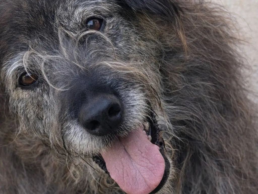 Adotta un cane, taglia media, maschio, Avellino