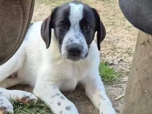 Adozione cane, maschio, Razza sconosciuta Razza sconosciuta, 1 anno e 4 mesi, taglia media, Frosinone