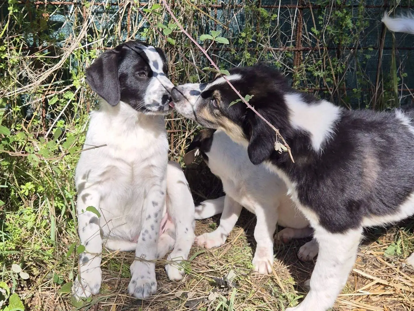 Adotta il cane Leo a Frosinone