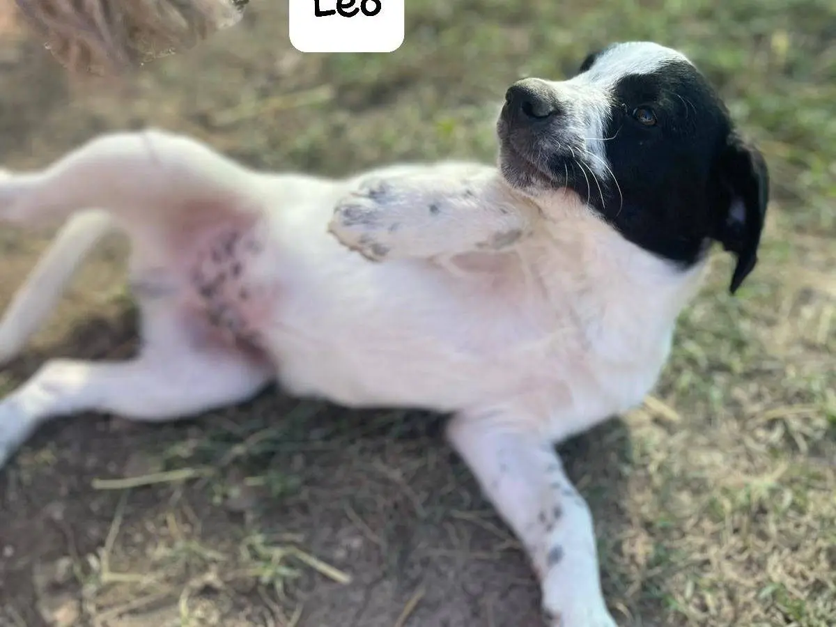 Adotta un cane, maschio, 1 anno e 4 mesi, Frosinone