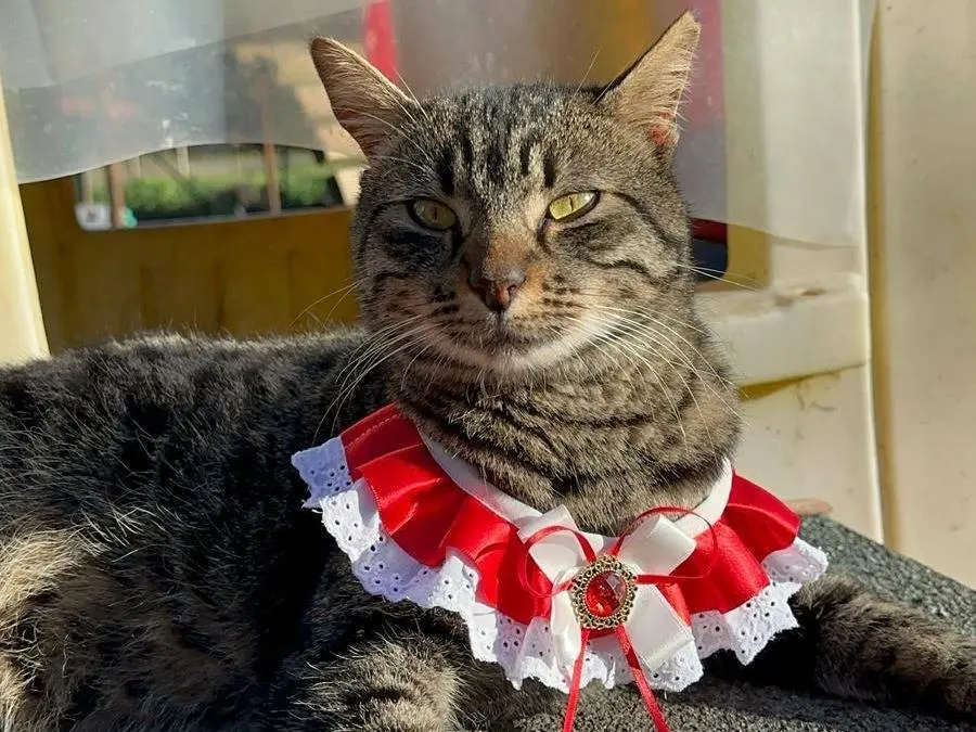 Adozione gatto, maschio, Razza sconosciuta Razza sconosciuta, 3 anni e 6 mesi, taglia non valida, Roma