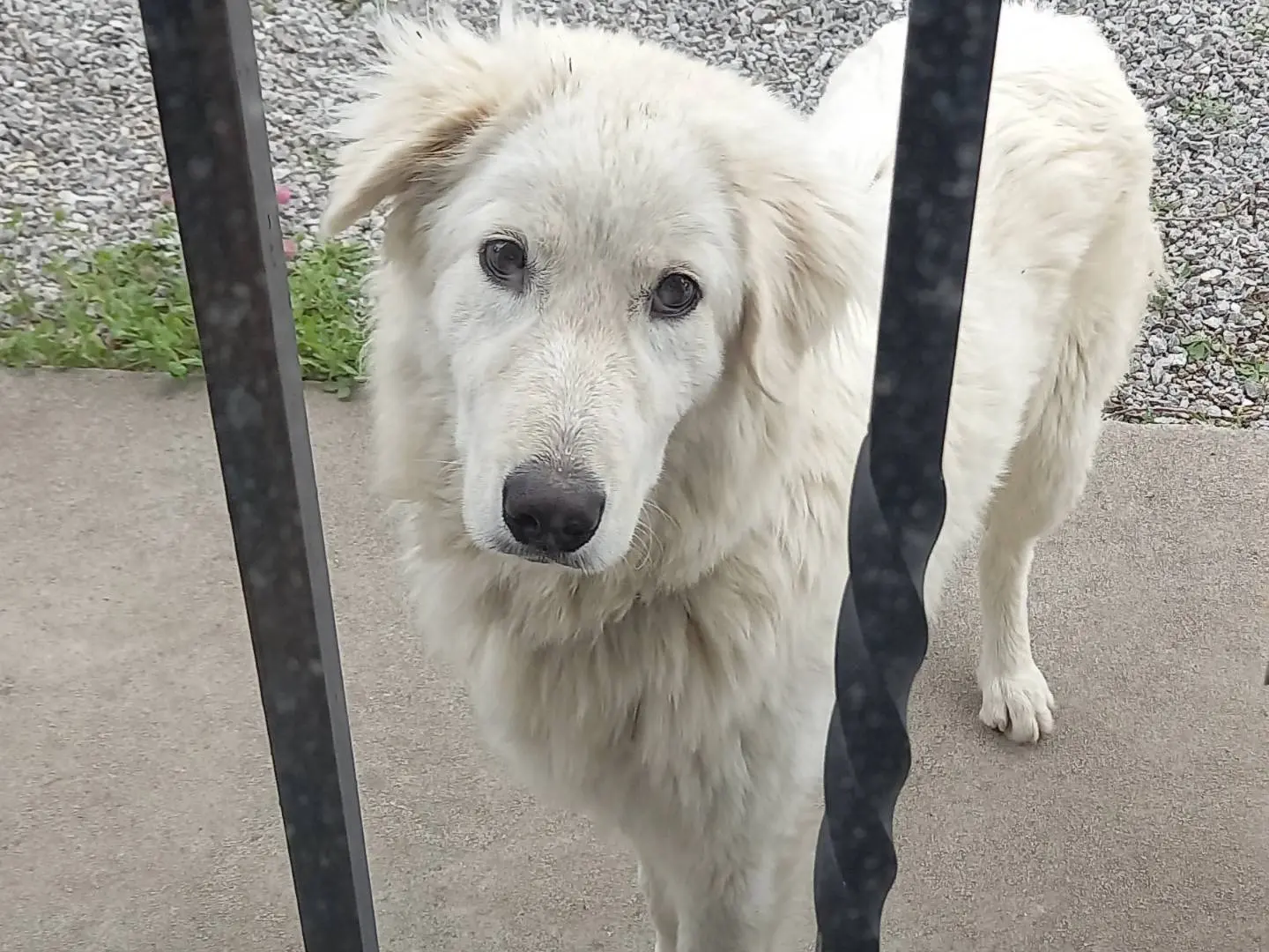Adozione cane, femmina, Pastore maremmano, 5 anni e 5 mesi, taglia media, Catanzaro