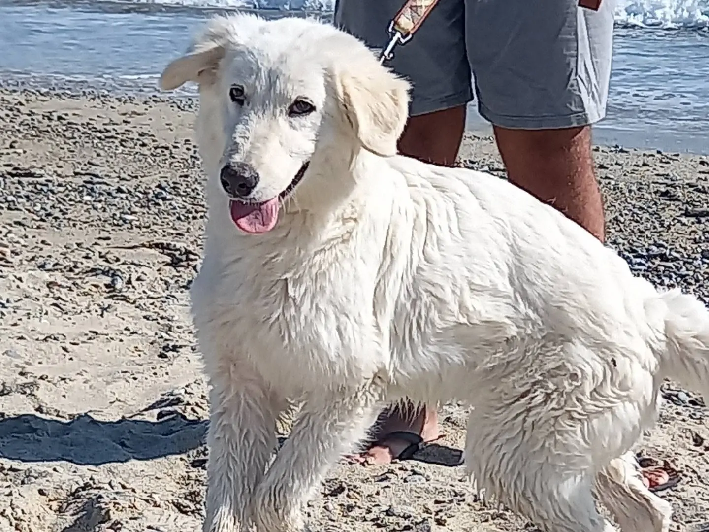 Adotta un cane, femmina, 5 anni e 5 mesi, Catanzaro