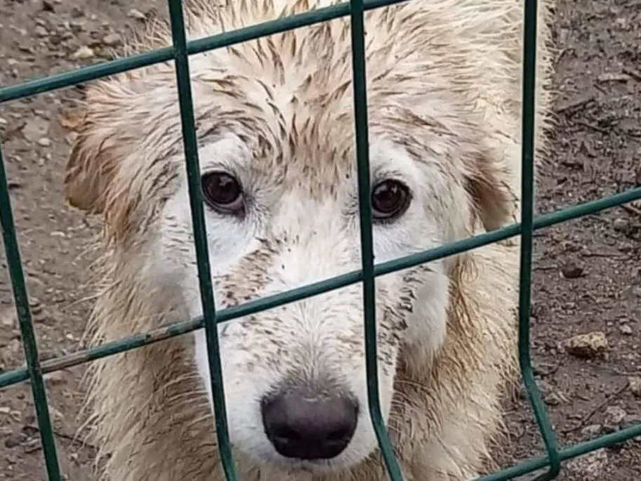 Vuoi adottare un cane a Catanzaro?