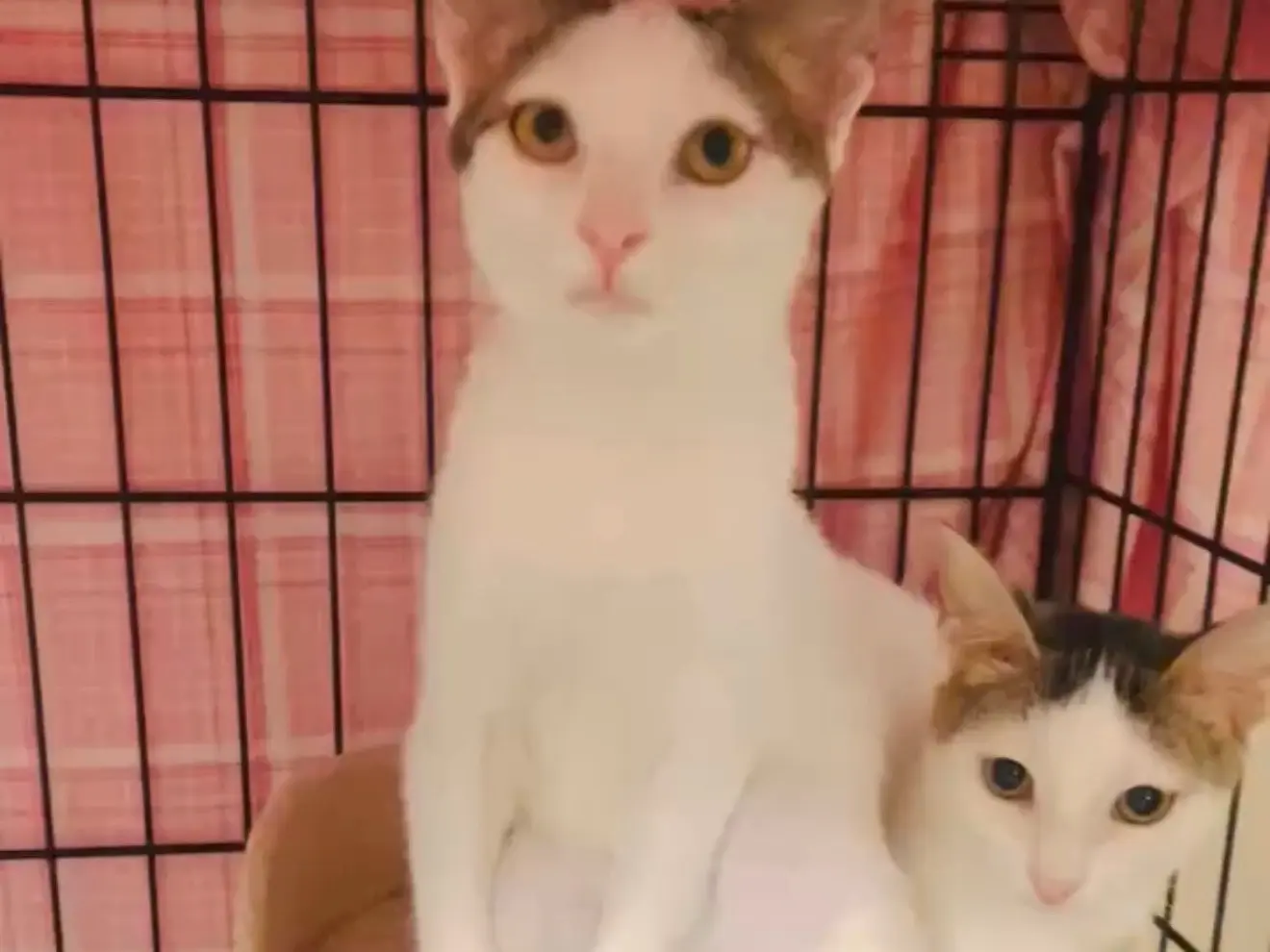 Adotta un gatto, femmina, 4 mesi, Barletta