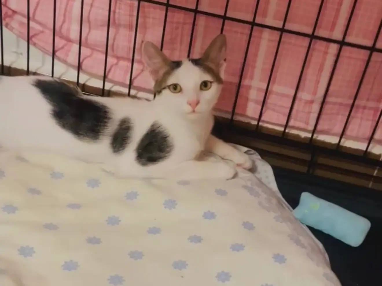 Adotta il gatto Hellen e Alice a Barletta
