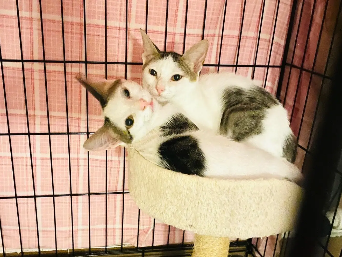 Adozione gatto, femmina, Razza sconosciuta Razza sconosciuta, 4 mesi, taglia non valida, Barletta