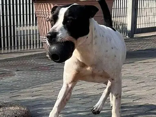 Foto 2 dell'animale