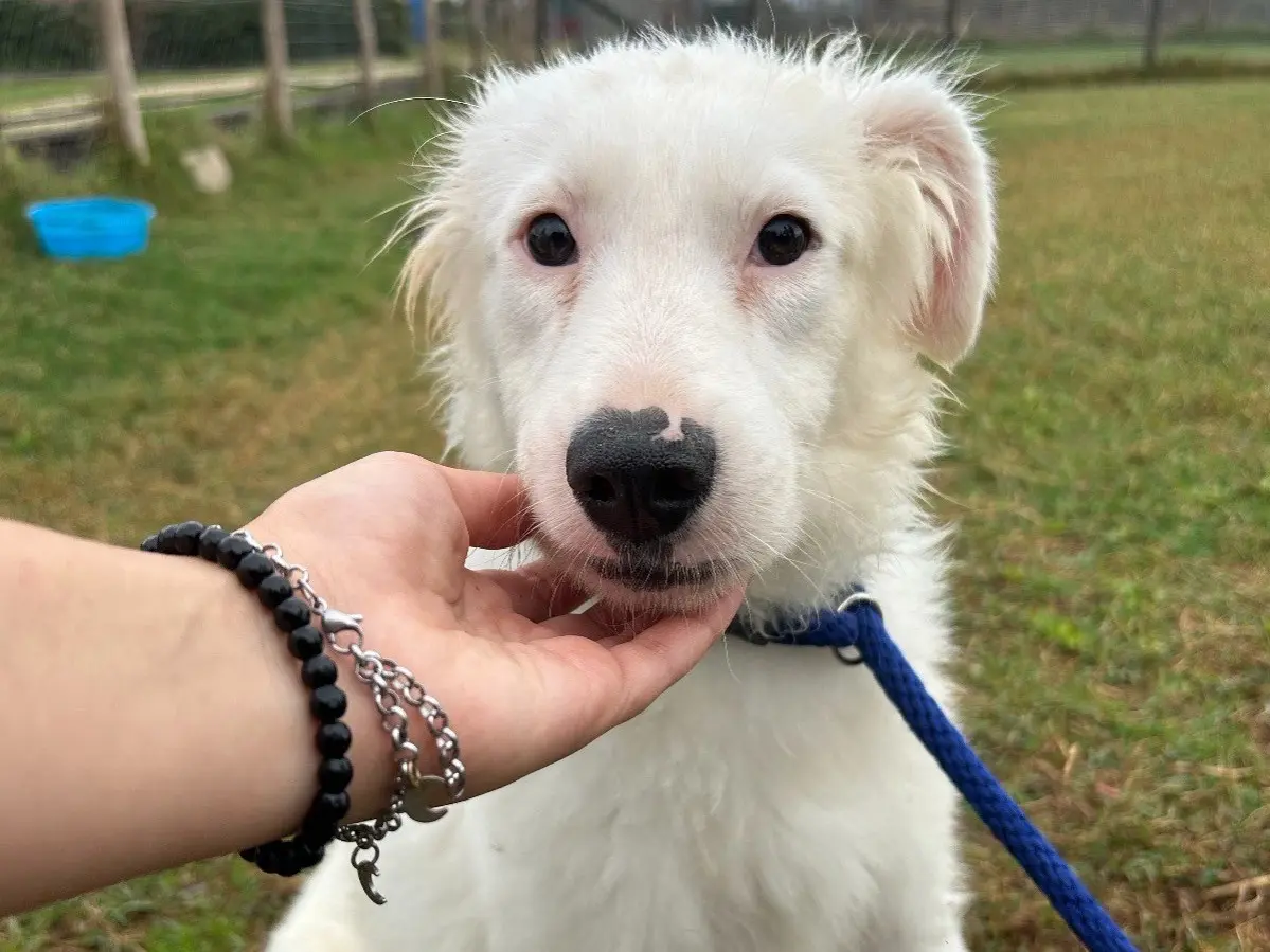 Vuoi adottare un cane a Latina?