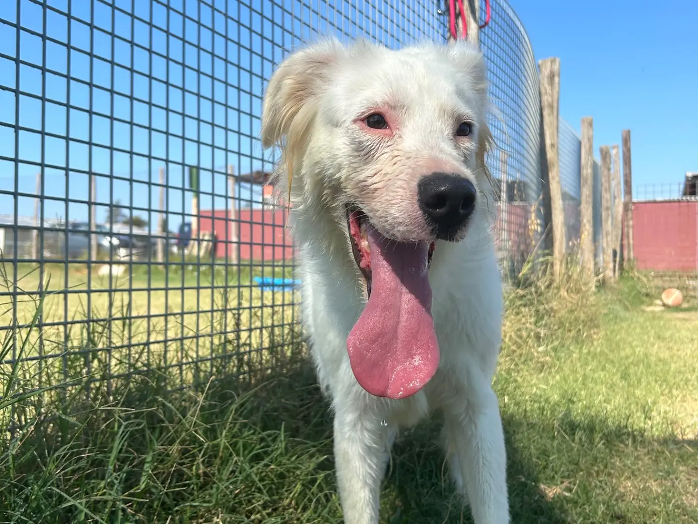 Adotta un cane, femmina, 3 anni e 8 mesi, Latina