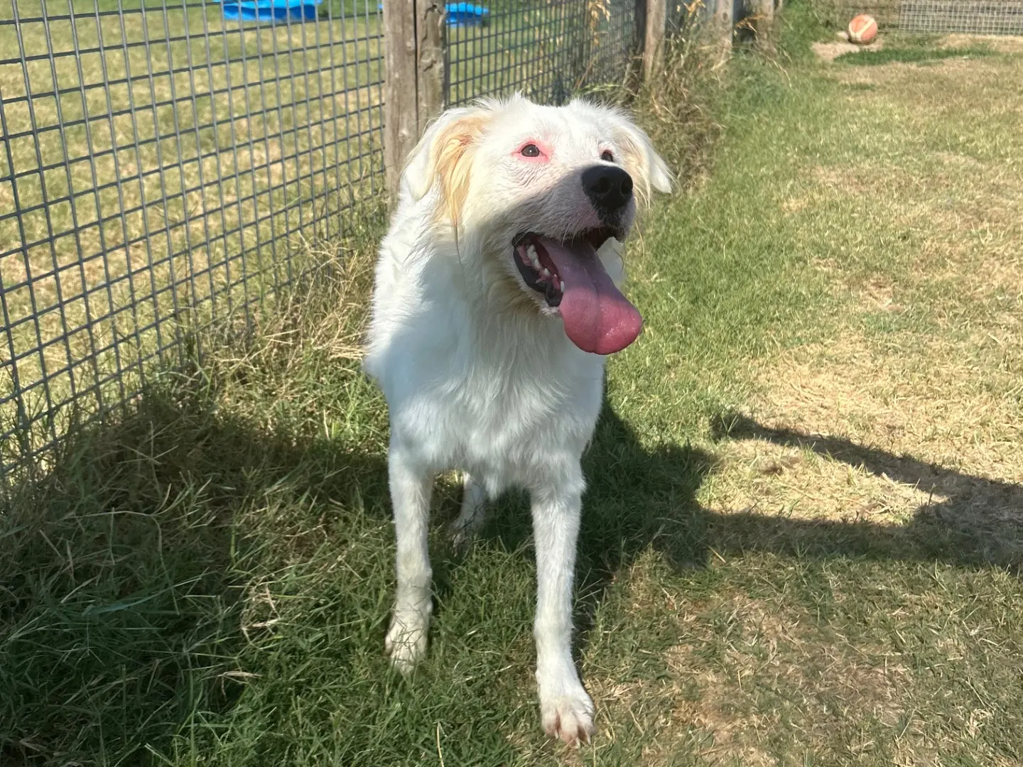 Adotta il cane Katerina a Latina