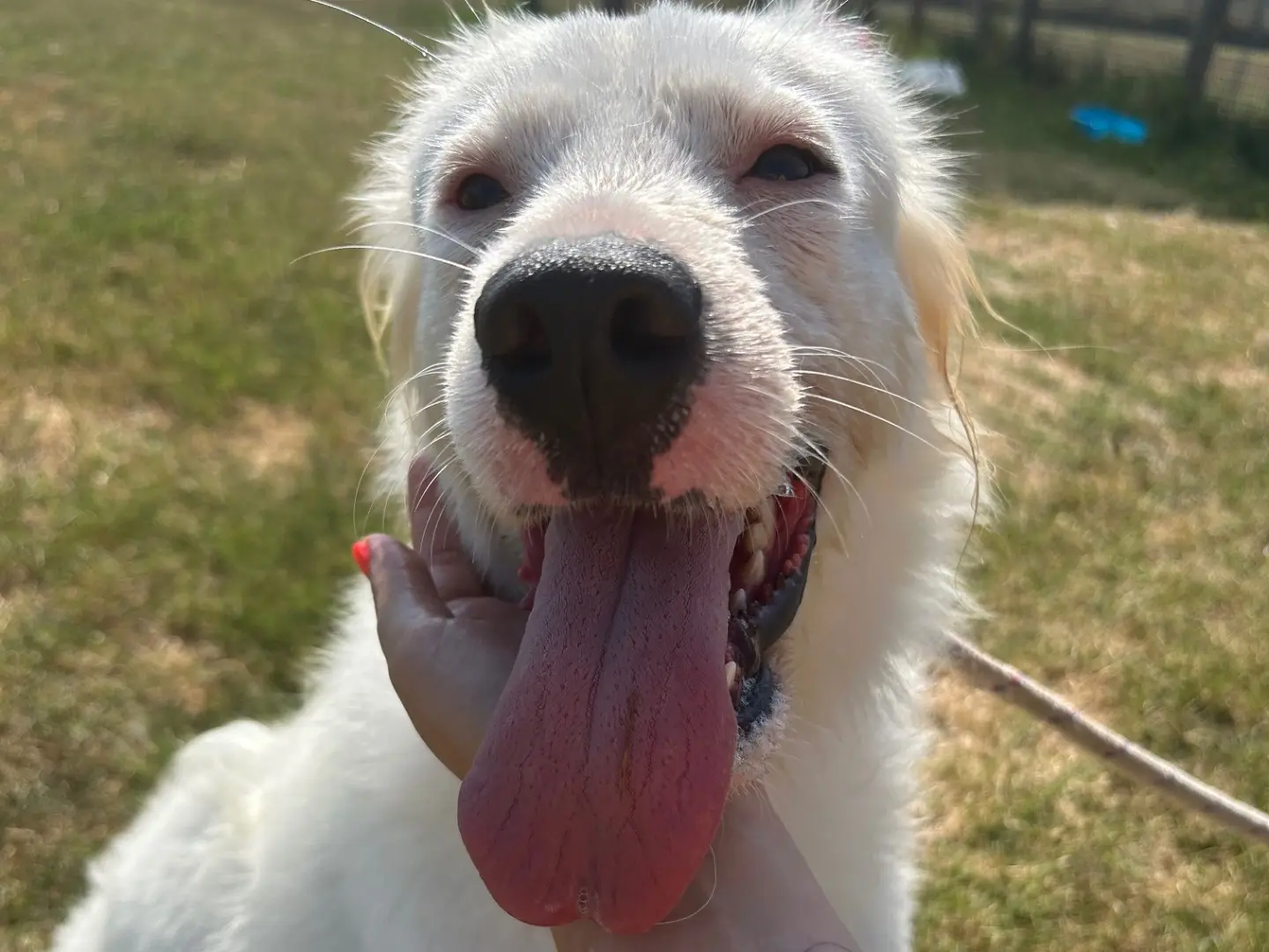 Adozione cane, femmina, Razza sconosciuta Razza sconosciuta, 3 anni e 8 mesi, taglia media contenuta, Latina