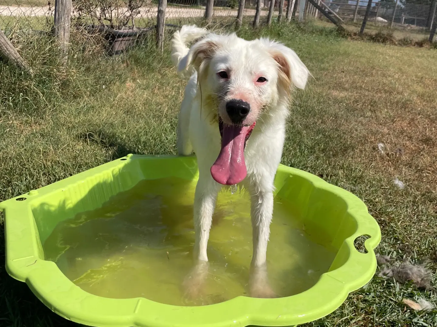 Adotta un cane, taglia media contenuta, femmina, Latina