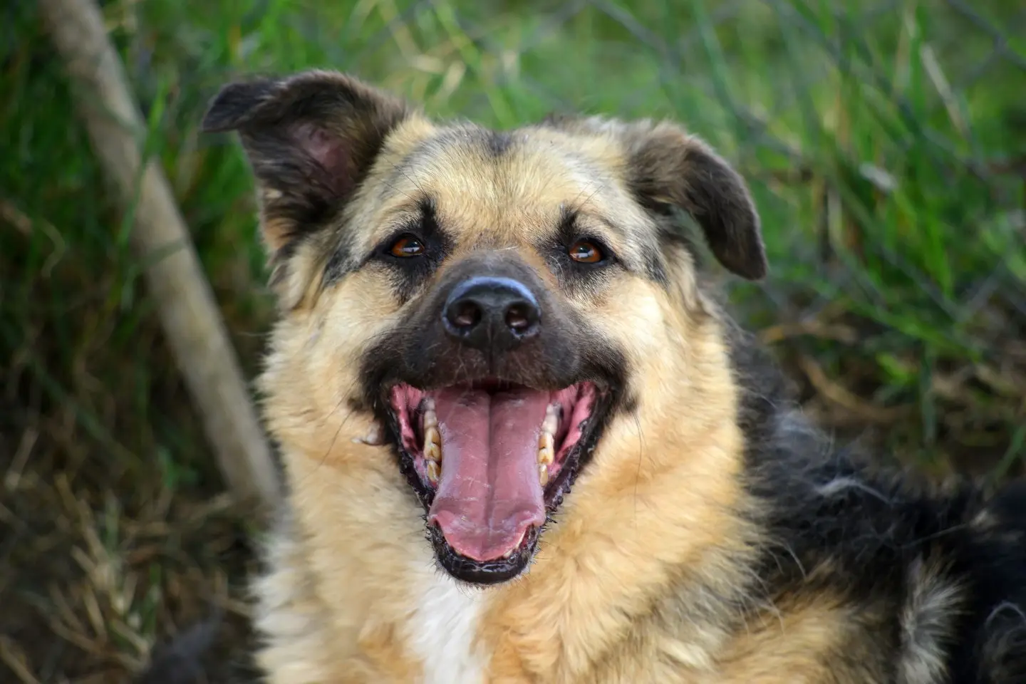 Adotta un cane, maschio, 9 anni e 9 mesi, Roma