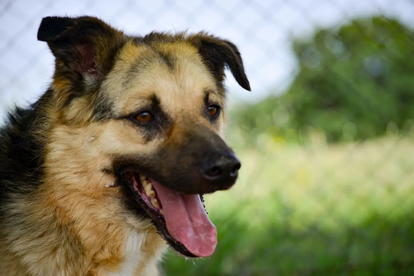 Vuoi adottare un cane a Roma?