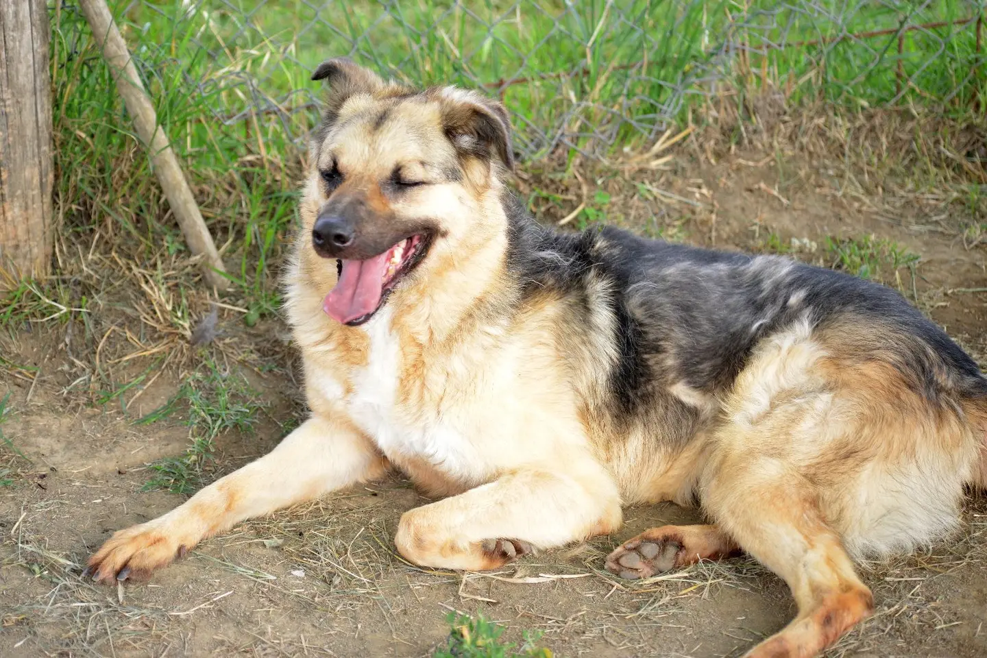 Adotta un cane, taglia media, maschio, Roma