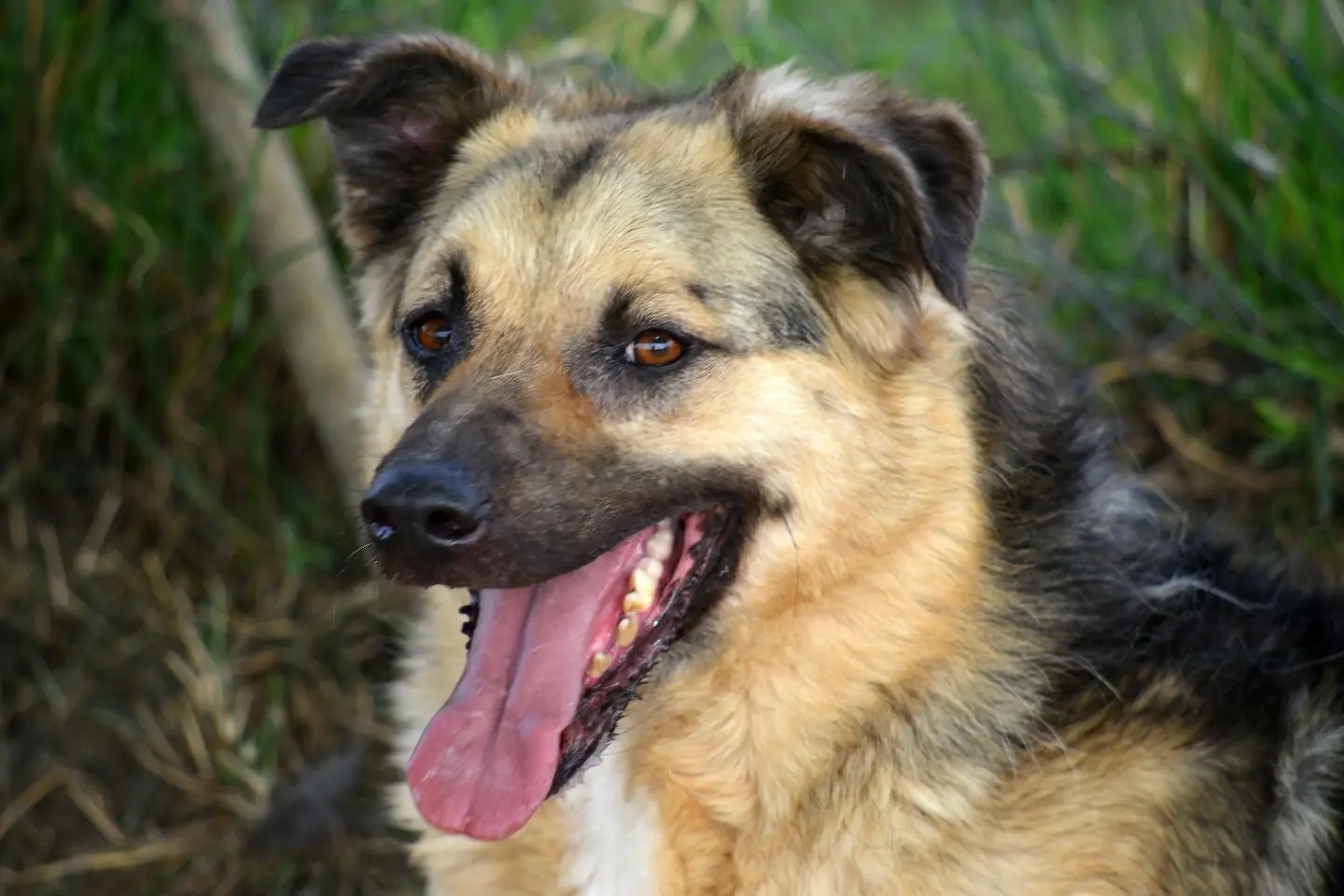 Adotta il cane Pako a Roma