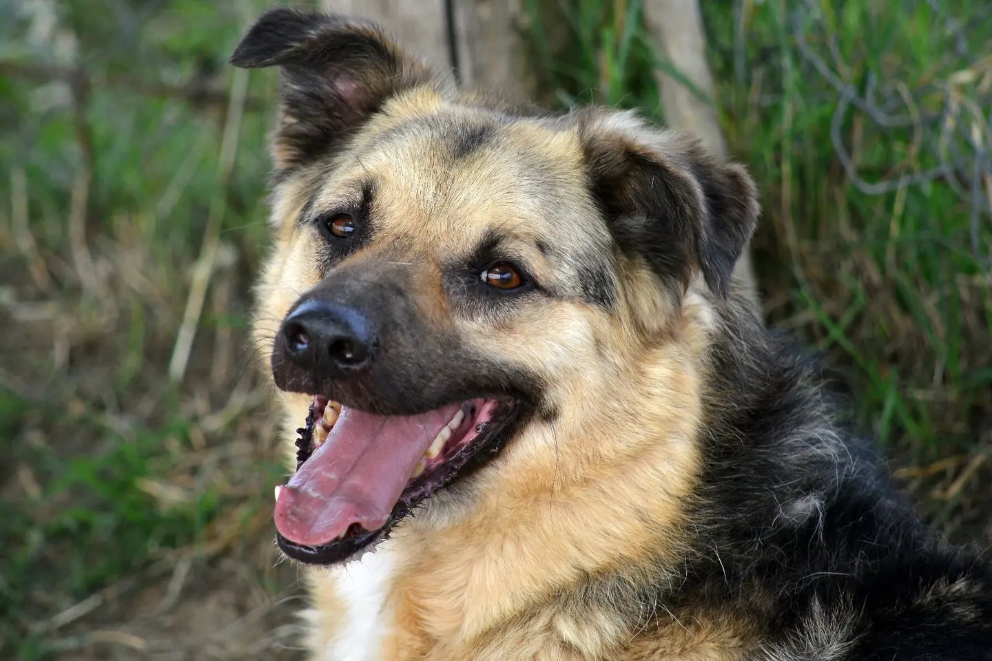 Adozione cane, maschio, Pastore tedesco, 9 anni e 9 mesi, taglia media, Roma