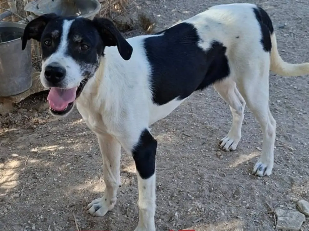 Adozione cane, femmina, Razza sconosciuta Razza sconosciuta, 7 mesi, taglia media, Firenze