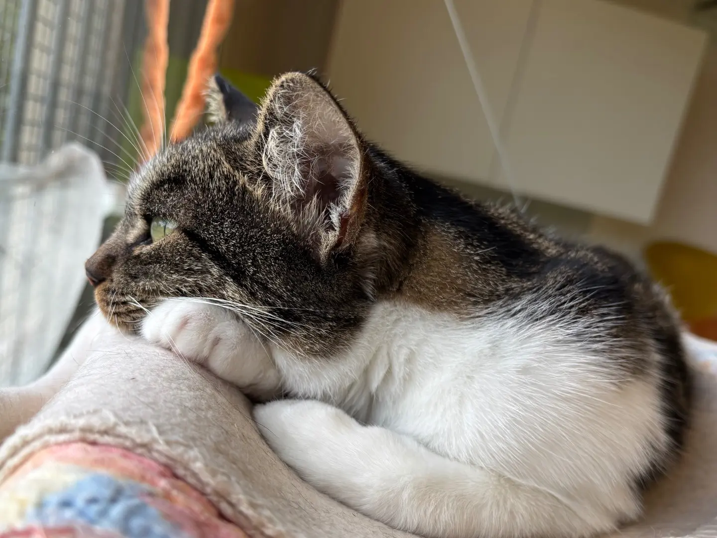 Adotta un gatto, femmina, 1 anno e 6 mesi, Brescia