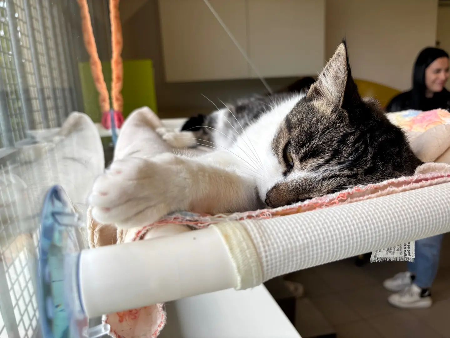 Adotta un gatto, taglia non valida, femmina, Brescia