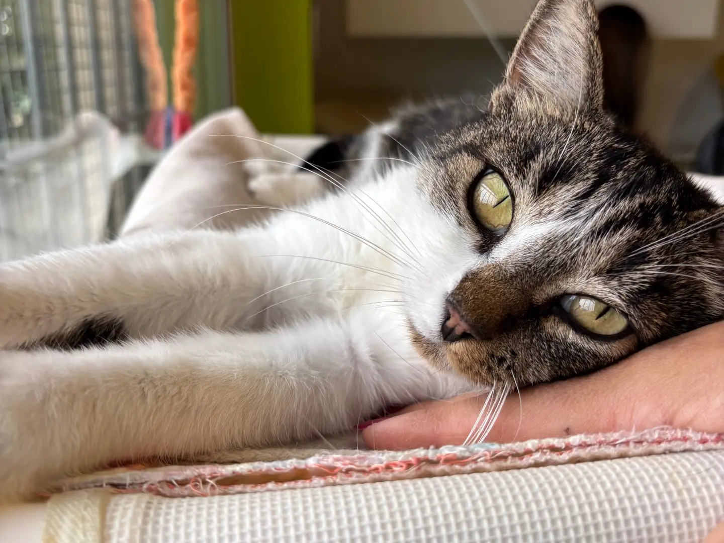 Adozione gatto, femmina, Razza sconosciuta Razza sconosciuta, 1 anno e 6 mesi, taglia non valida, Brescia