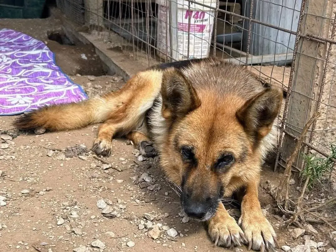 Vuoi adottare un cane a Ragusa?