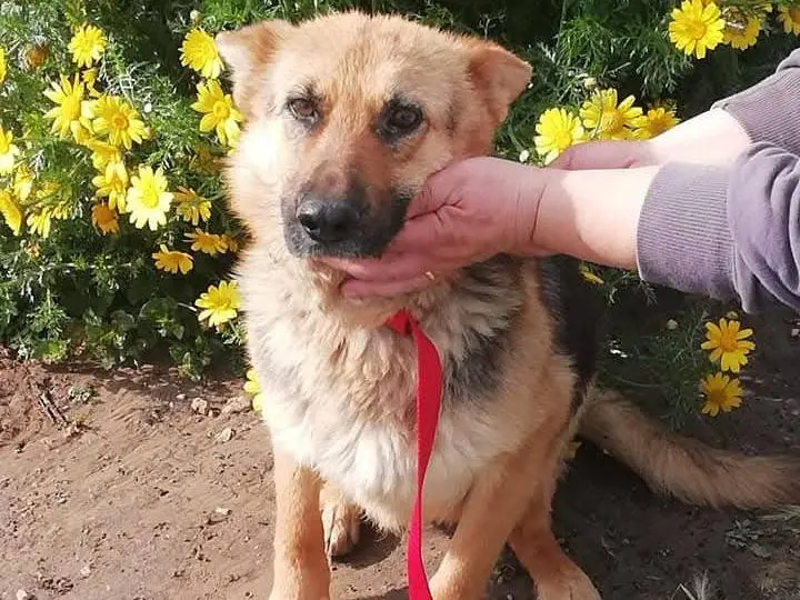 Adozione cane, femmina, Pastore tedesco Razza sconosciuta, 11 anni e 4 mesi, taglia media, Ragusa