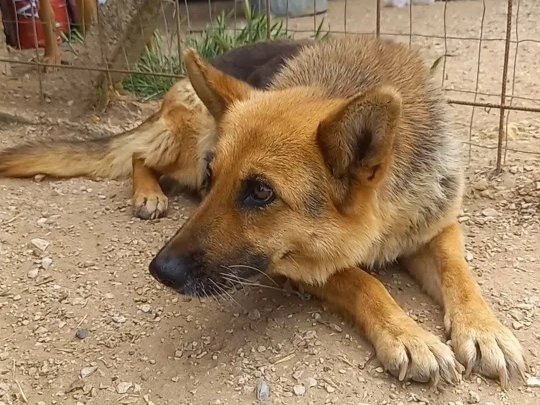 Adotta un cane, taglia media, femmina, Ragusa