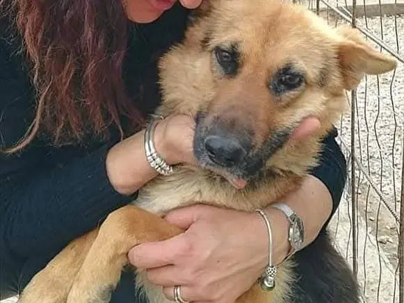 Adotta un cane, femmina, 11 anni e 4 mesi, Ragusa