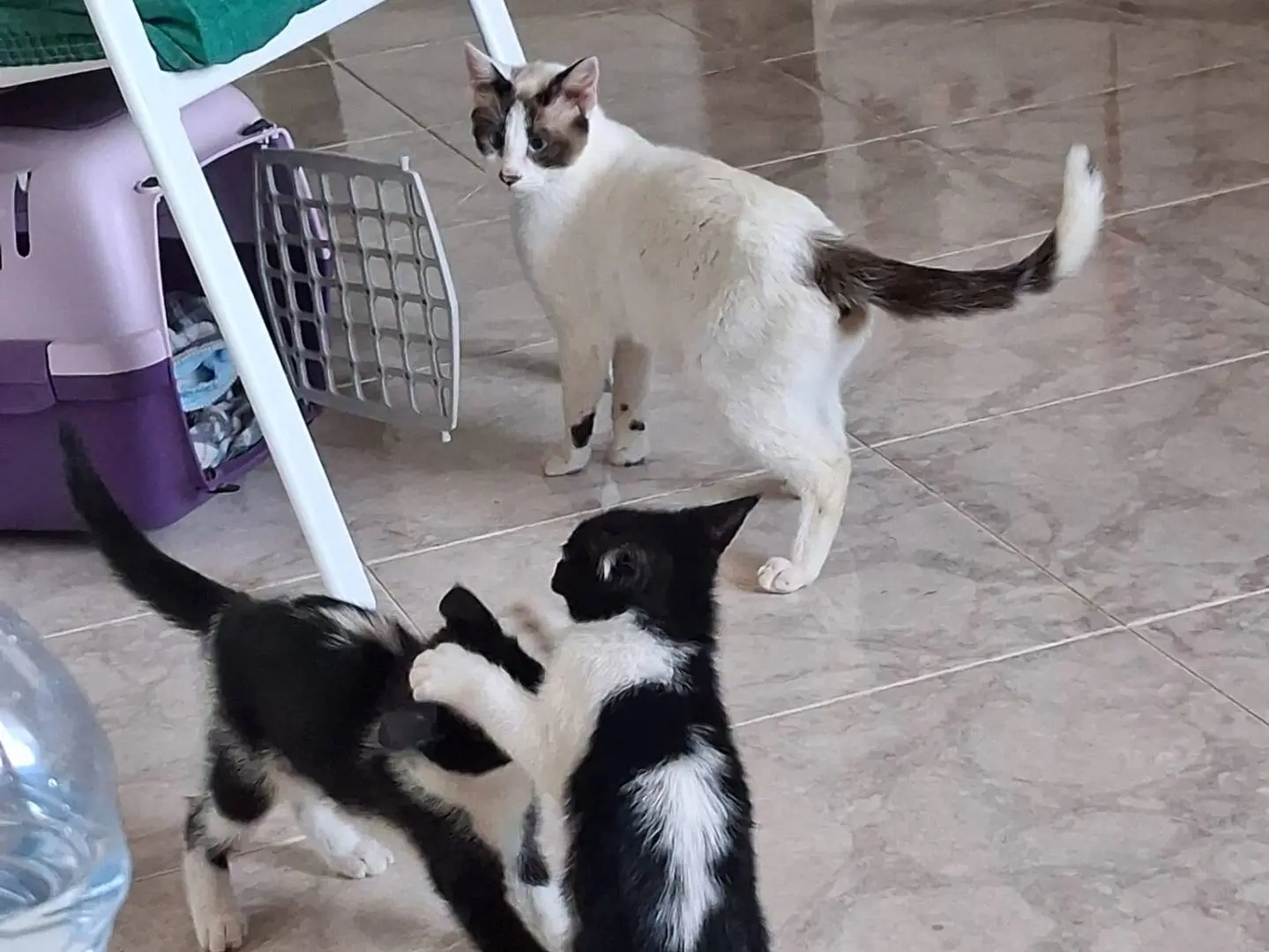 Adotta il gatto Mamy e i suoi kitten a Napoli