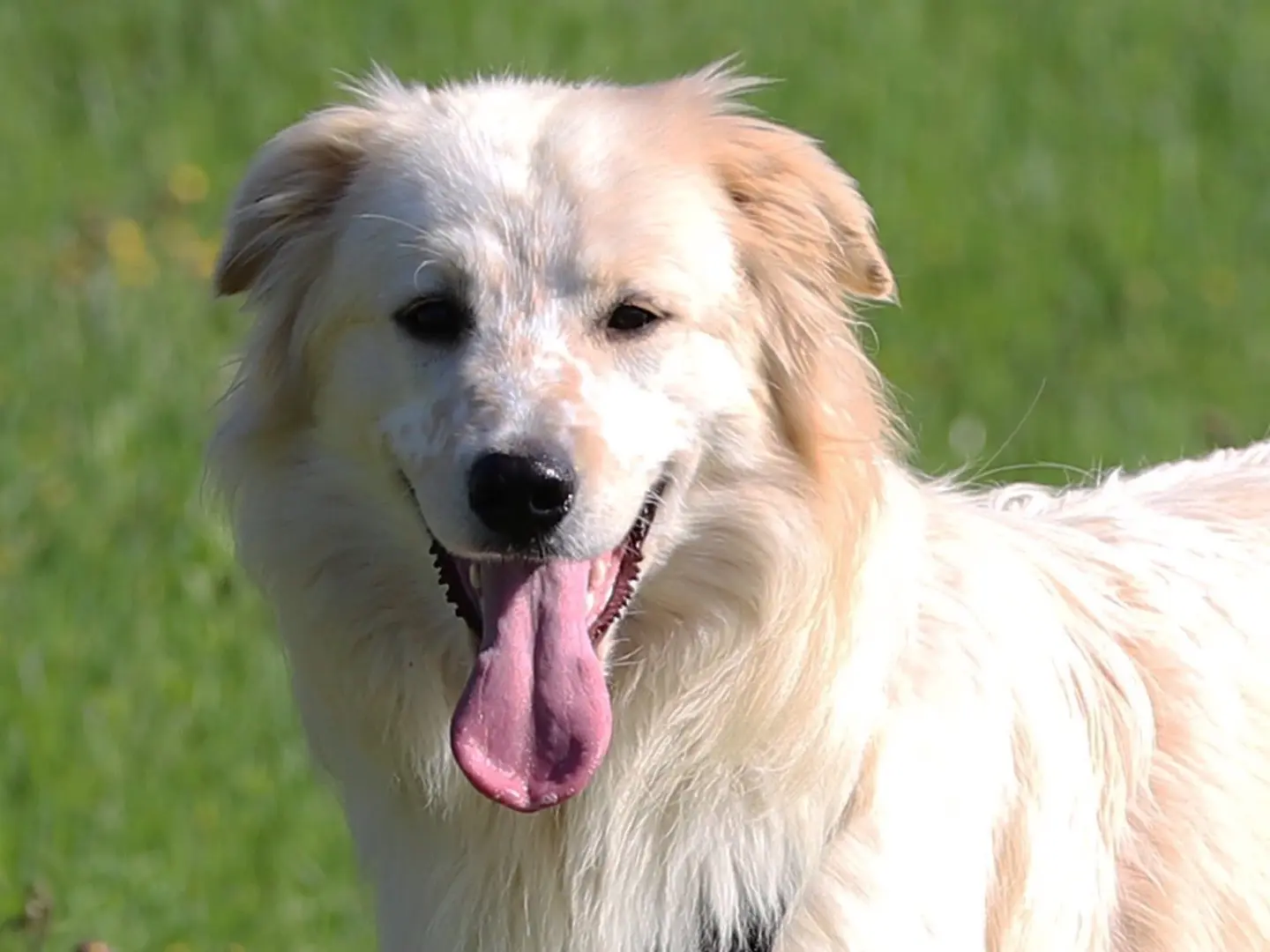 Adozione cane, maschio, Razza sconosciuta Razza sconosciuta, 1 anno e 5 mesi, taglia media, Bari