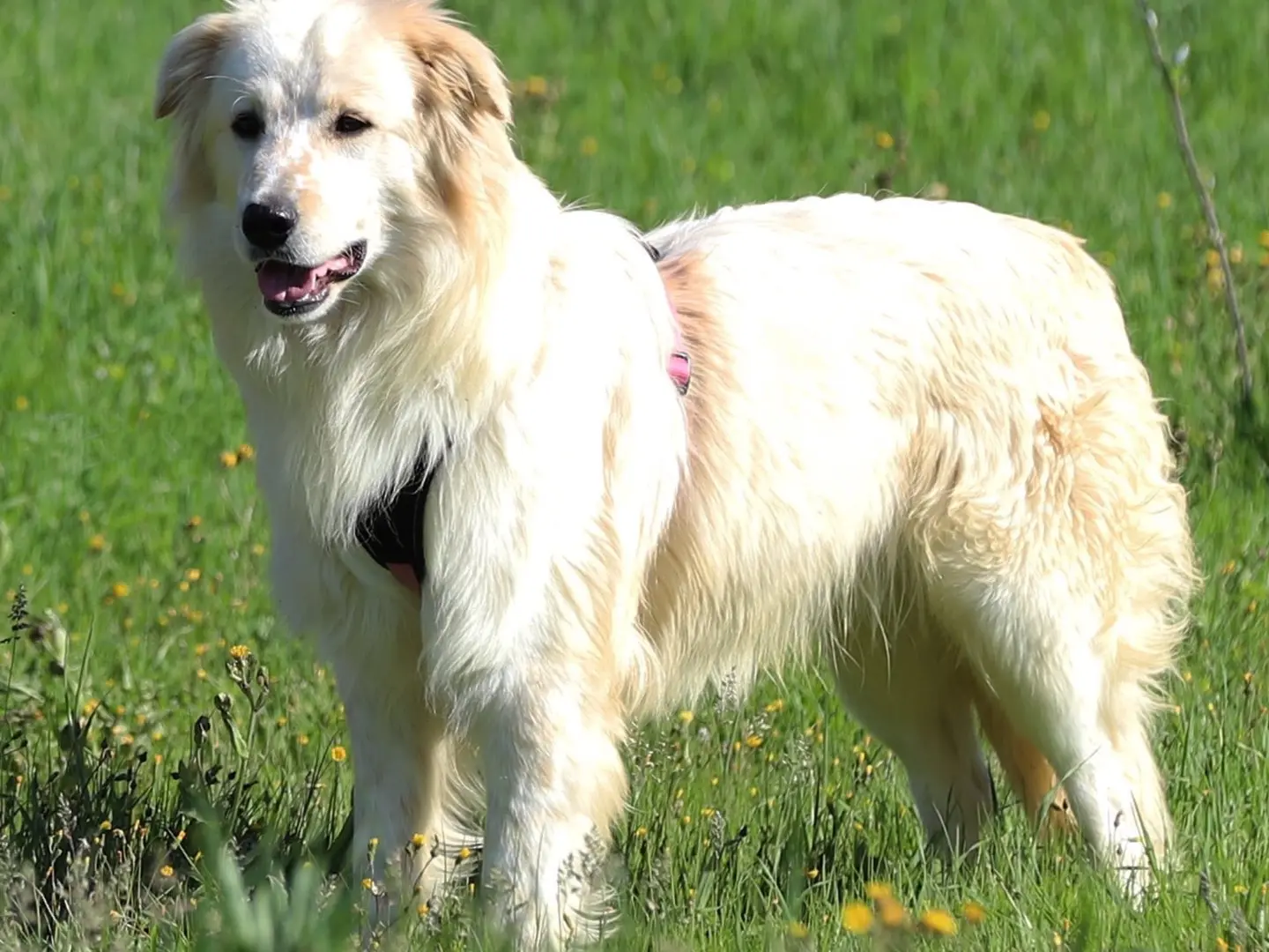 Adotta un cane, maschio, 1 anno e 5 mesi, Bari