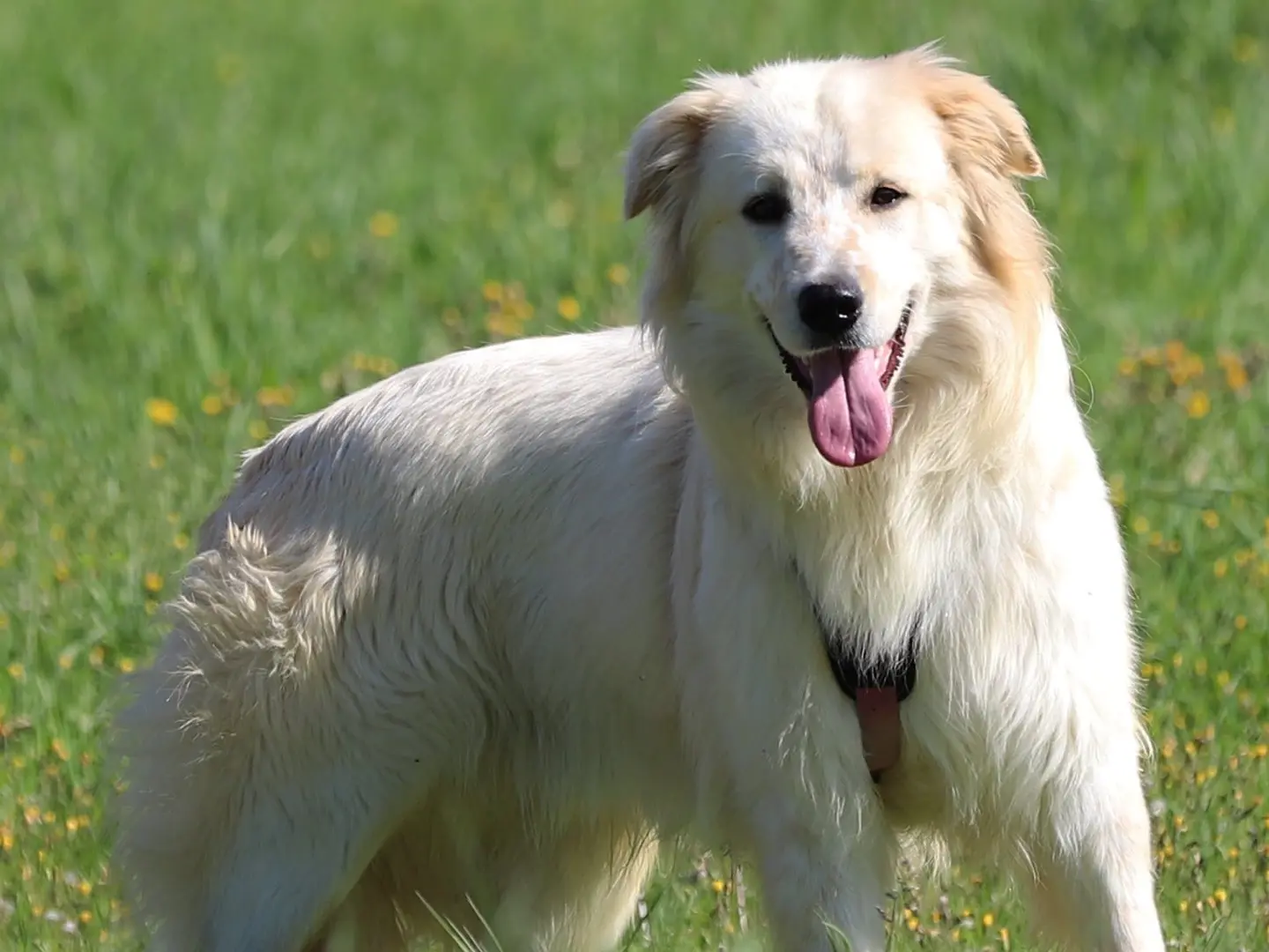 Vuoi adottare un cane a Bari?