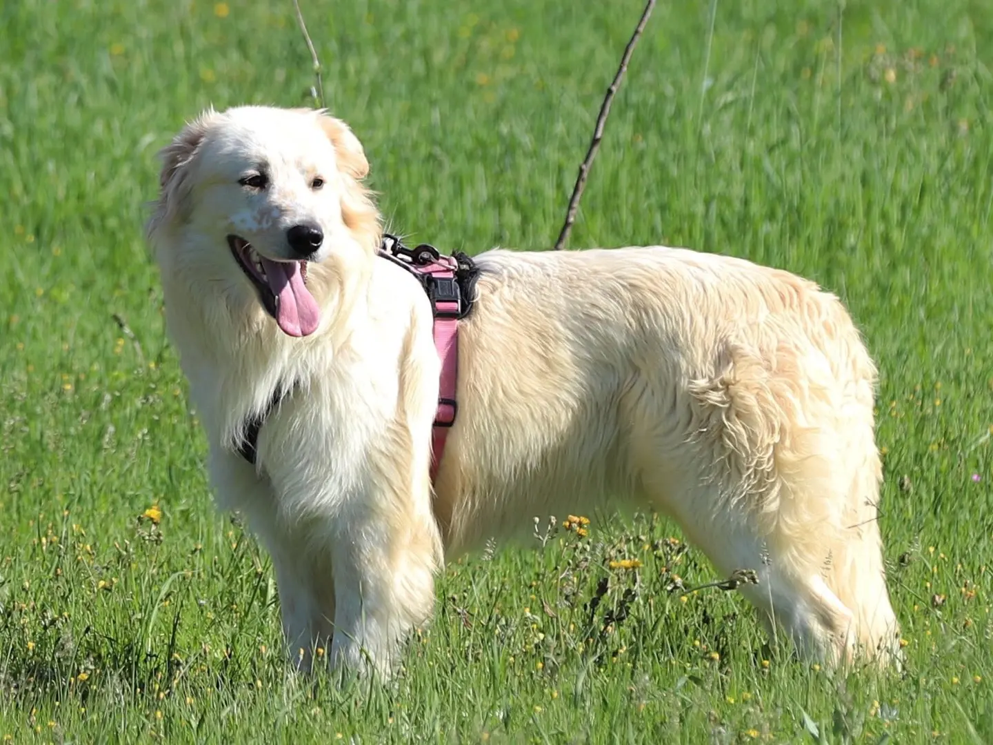 Adotta un cane, taglia media, maschio, Bari
