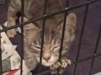 Adozione gatto, maschio, Razza sconosciuta Razza sconosciuta, 2 mesi, taglia non valida, Ravenna