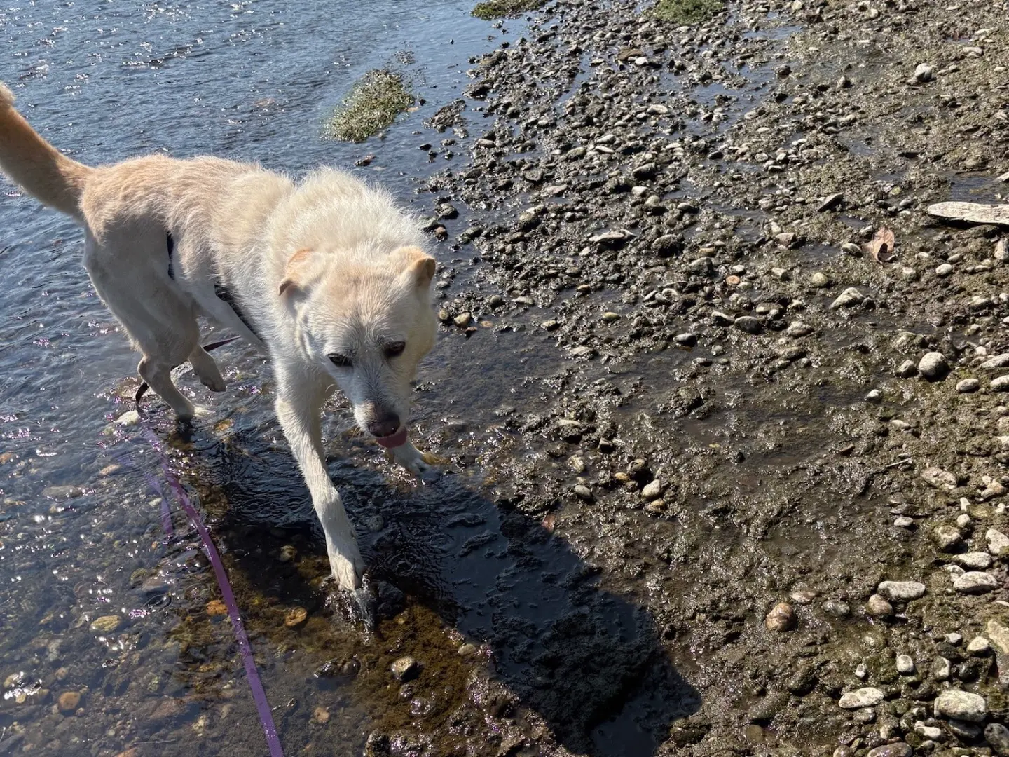 Vuoi adottare un cane a Milano?