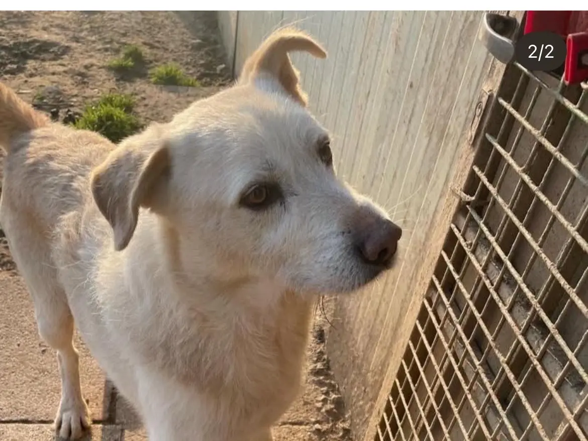 Adotta un cane, maschio, 9 anni e 9 mesi, Milano