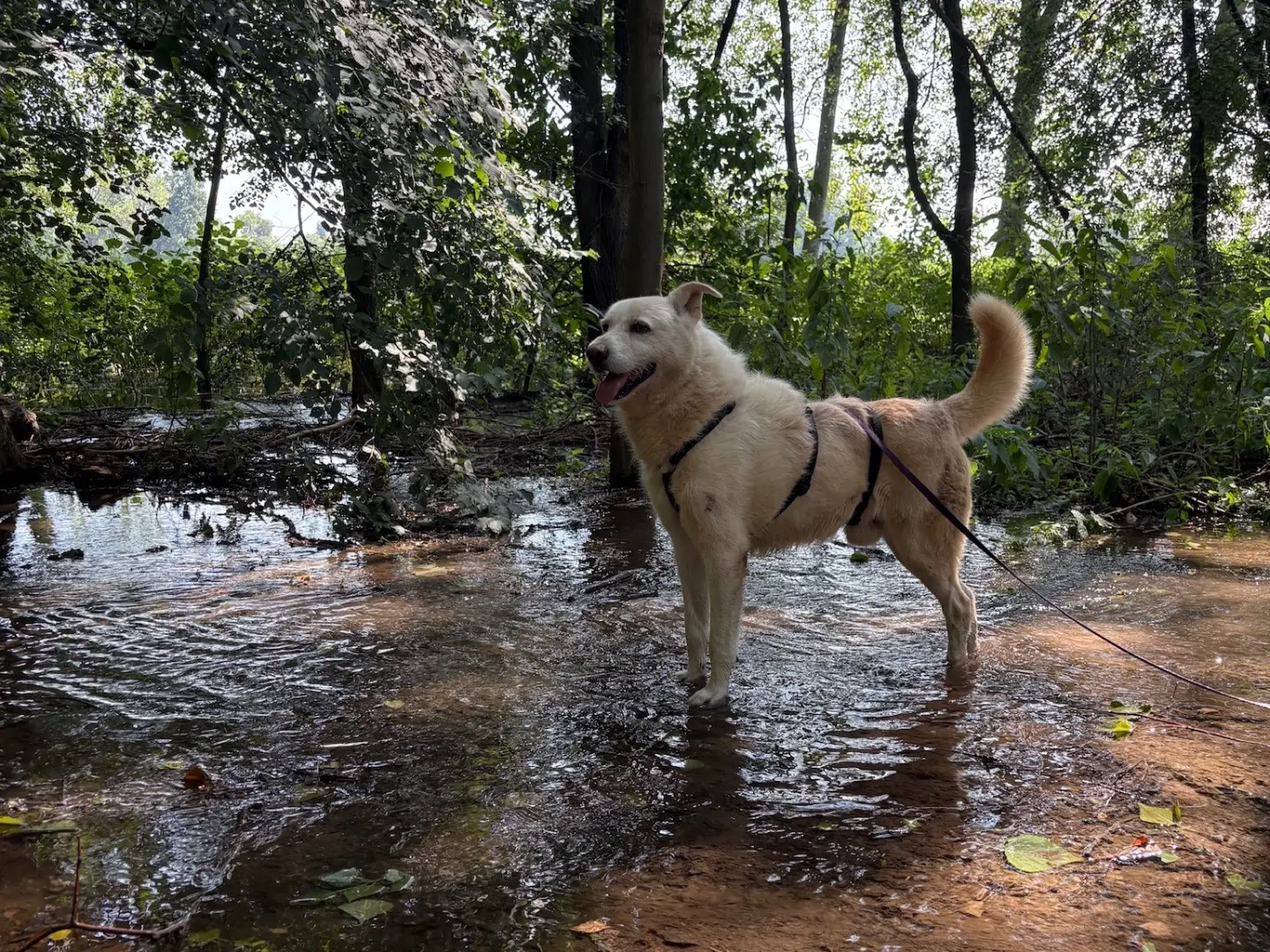 Adotta un cane, taglia grande, maschio, Milano