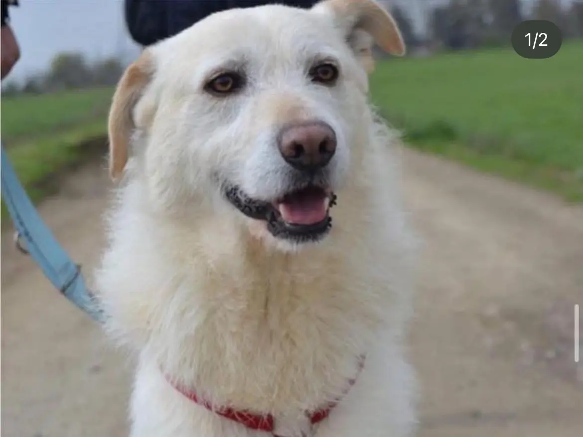 Adozione cane, maschio, Spinone Razza sconosciuta, 9 anni e 9 mesi, taglia grande, Milano