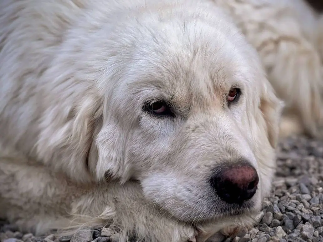Adozione cane, maschio, Razza sconosciuta Razza sconosciuta, 6 anni e 2 mesi, taglia grande, Crotone
