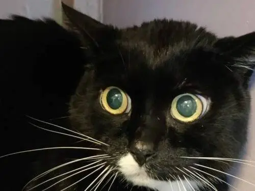 Adozione gatto, femmina, Razza sconosciuta Razza sconosciuta, 11 anni e 6 mesi, taglia non valida, Monza