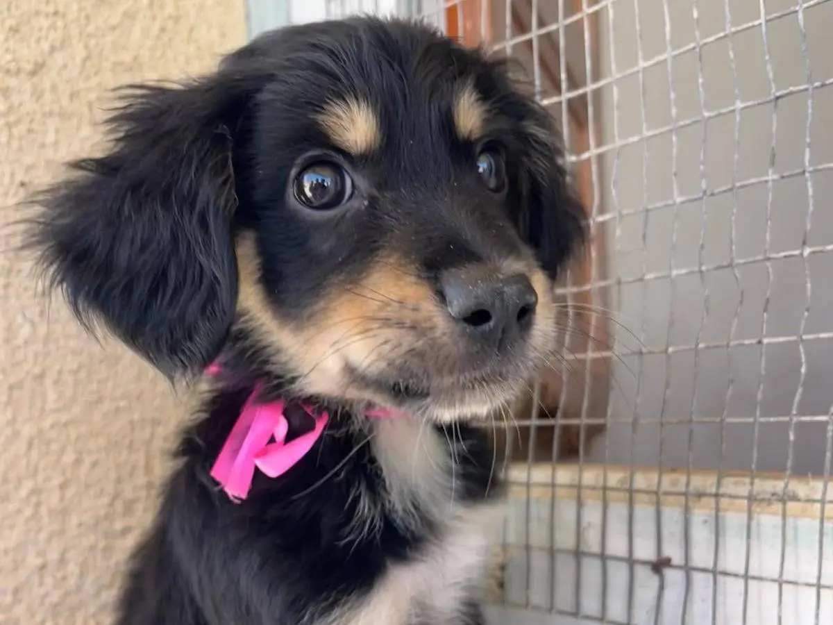 Adotta un cane, femmina, 1 anno e 4 mesi, Trapani
