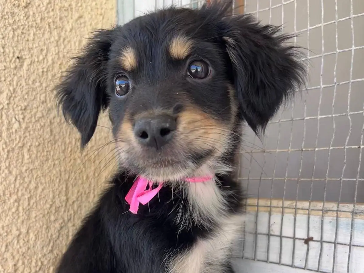 Adotta un cane, taglia media, femmina, Trapani