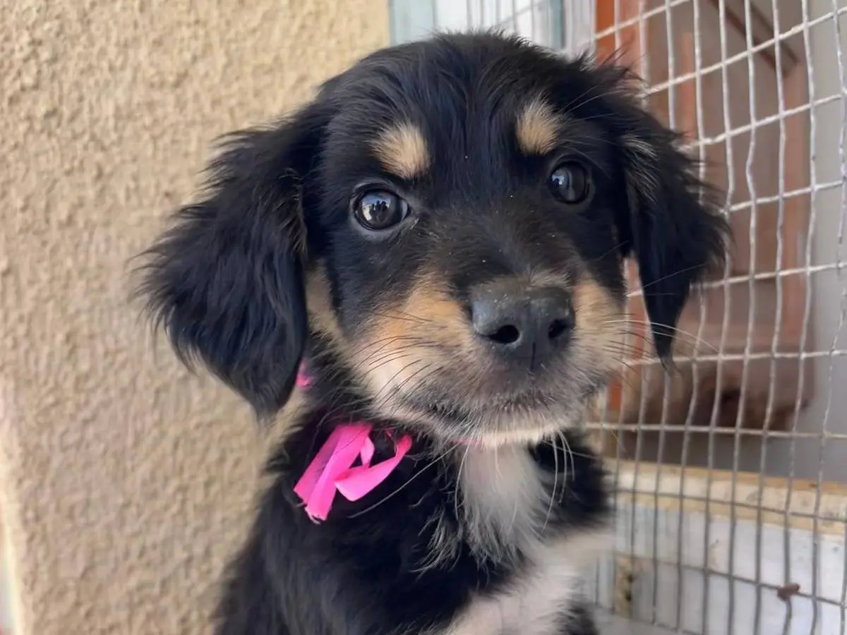 Adozione cane, femmina, Razza sconosciuta Razza sconosciuta, 1 anno e 4 mesi, taglia media, Trapani