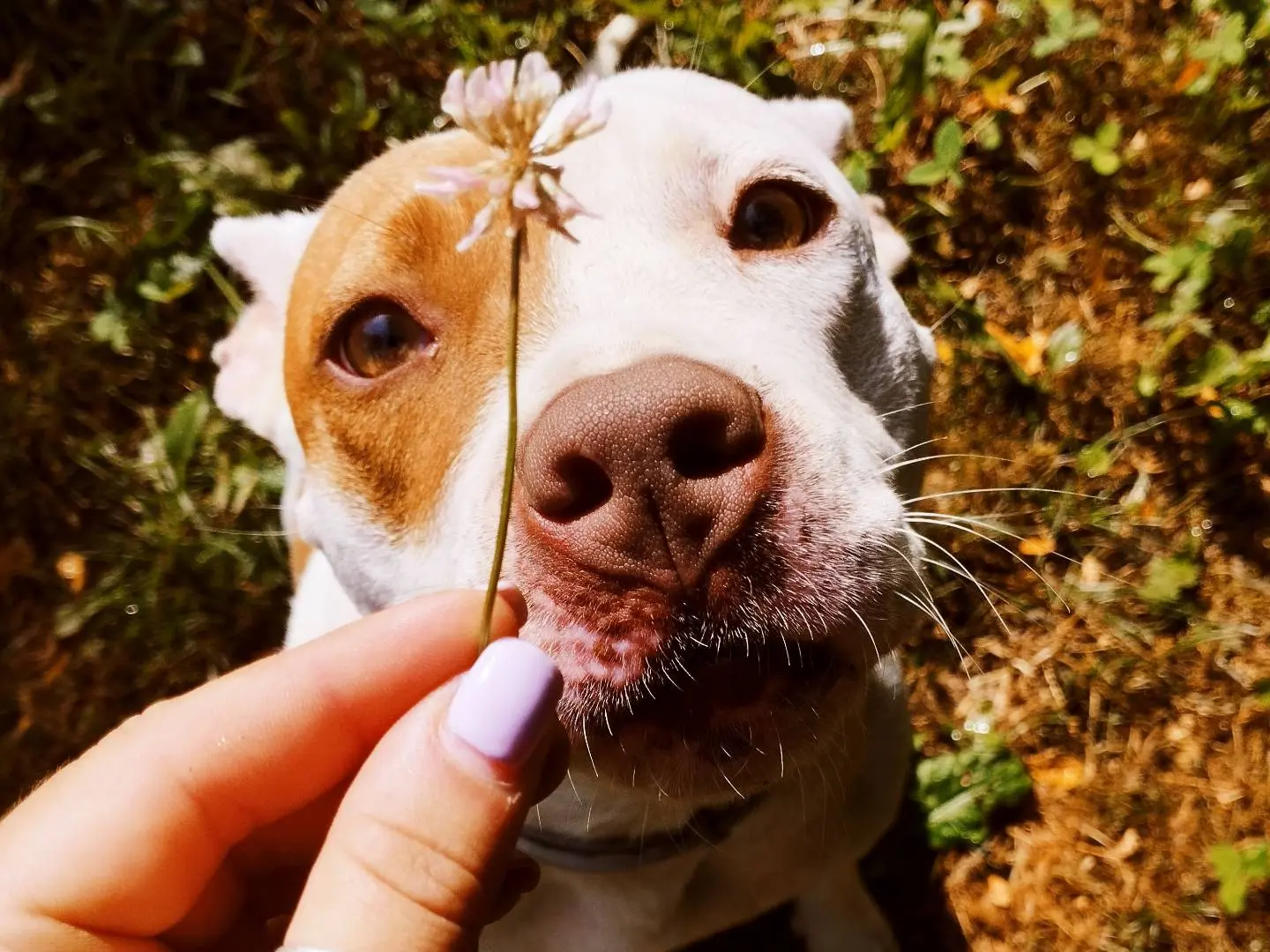 Adotta il cane CLOE a Cuneo