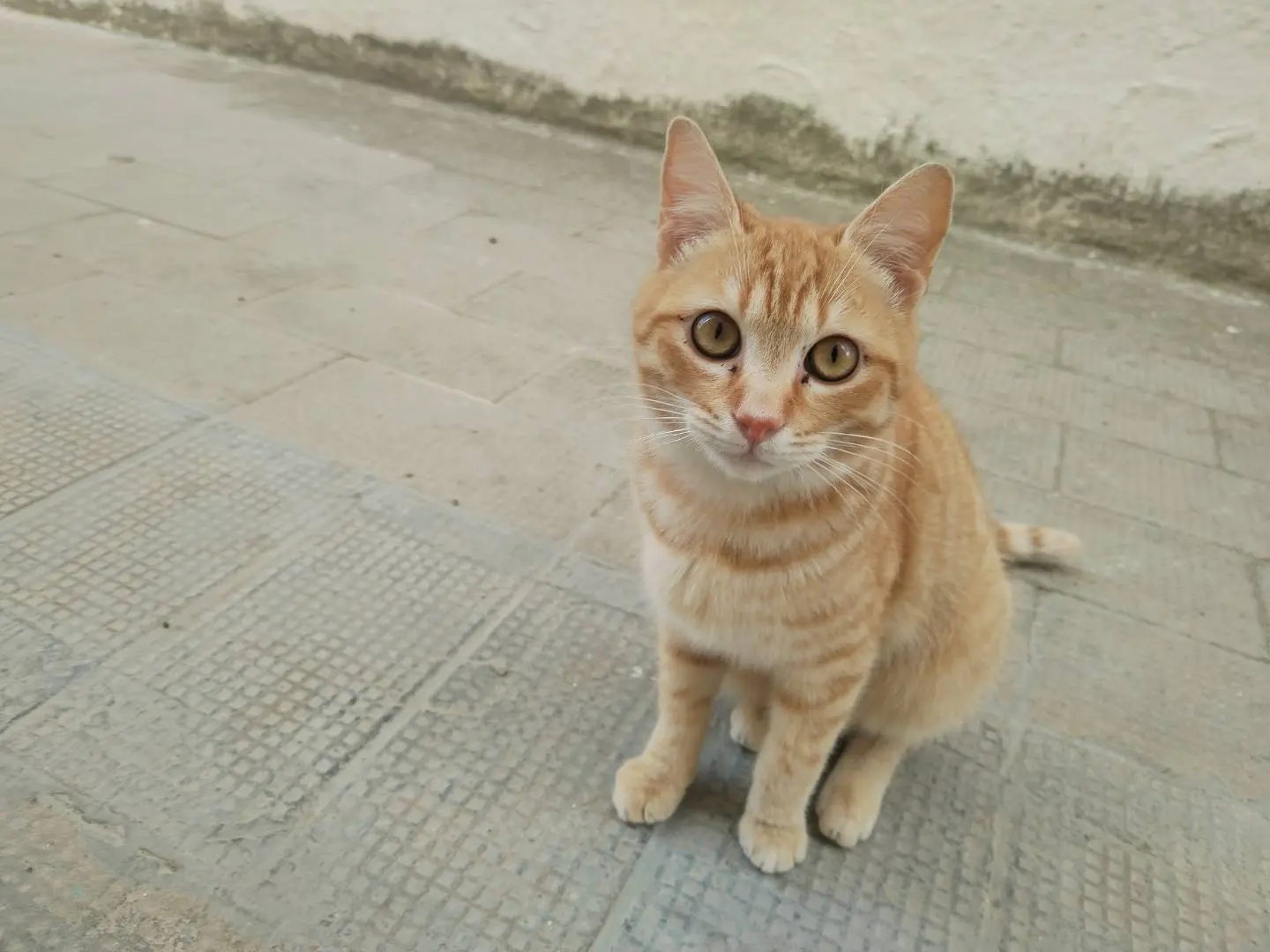 Adozione gatto, maschio, meticcio, 2 anni e 11 mesi, taglia non valida, Taranto